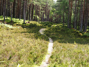 Scottish Heather Trail                                                                                                                      