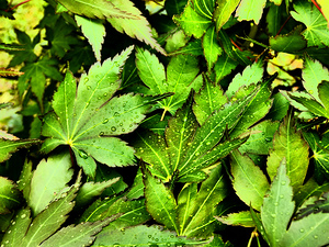 Artistic Autumnal Acer Leaves 
