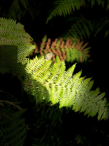 Scenes from the Trail- Autumnal Ferns
