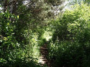 Scottish Highlands Sun Kissed Nature Trail                                                                                                                     