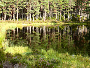 Scottish Highlands Summer