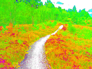  Surreal Nature Path through the Scottish Highlands                                                                                                                    