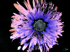 Abstract Daisy on a Dark Background