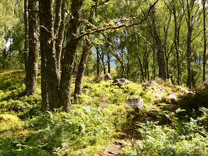 Sunlight Path Through the Scottish Highlands
