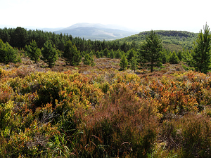  Scottish Highlands Serene Vibes                                                                                                                    