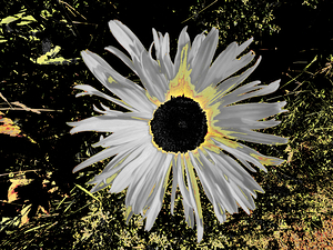 Abstract Vibrant Daisy Flower on a Contrasting Background