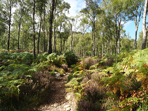 Scottish Highlands Serene Birch Woodland                                                                                                                       