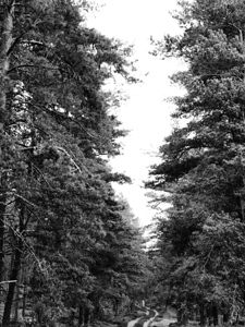 Monochrome Pine Woods in the Scottish Highlands                                                                                                                     