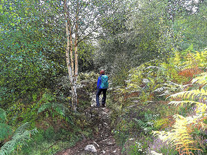 Scottish Hiker in a Birch Forest                                                                                                                     