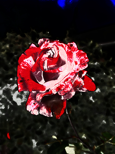 Abstract Red Rose Too