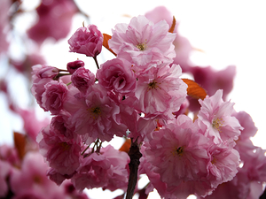Cherry Blossom in the Scottish Highlands                                                                                                                     