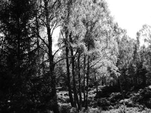 Scottish Highlands Black and White Birch Trees