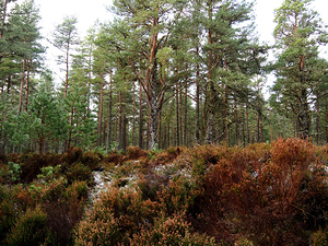  The Pines and the Heather                                                                                                                    