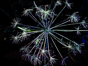 Angelica in the Evening 