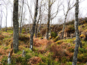  Springs Fairy Dance in the Scottish Highlands                                                                                                                    