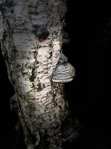 Scenes from the Trail- Tree Mushroom
