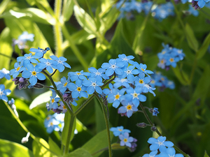   For-Get-Me-Not Flowers                                                                                                                  