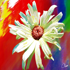 Abstract Vibrant Daisy Flower on an Abstract Background
