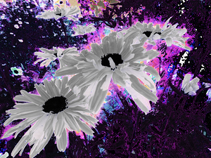 Abstract Monochrome Daises on a Coloured Background