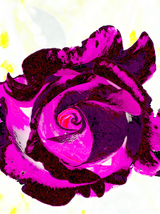 Abstract Pink and Purple Rose