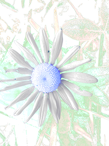 Cool Abstract Pastel Daisy