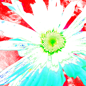 Vibrant Daisy Flower Close Up