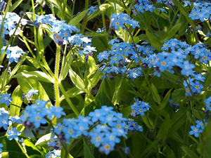 For-Get-Me-Not in the Scottish Highlands                                                                                                                     