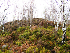  Fairies Wishes in the Scottish Highlands                                                                                                                   