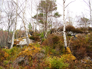   Fairies Delight in the Scottish Highlands                                                                                                                   