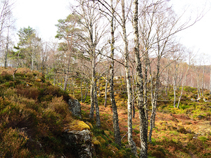 Springs Birch Song for the Scottish Highlands                                                                                                                     