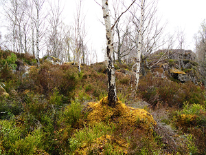 Fairy Realms in the Scottish Highlands                                                                                                                    