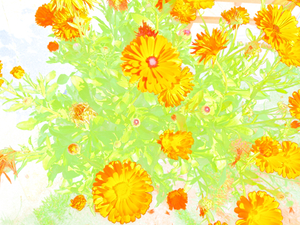 Abstract Orange Summer Flowers                                                                                                                     