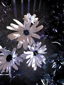 Abstract White Daises
