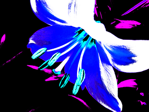 Abstract Vibrant Cool Lily Flower