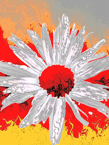 Abstract Fiery Daisy on a Stunning Abstract Background