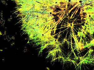 Abstract Whimsical Dandelion