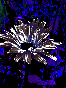 Abstract Summer Daisy Garden