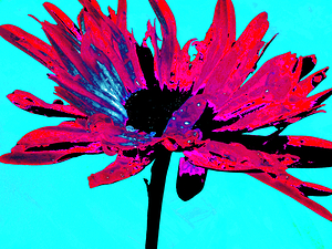 Abstract Pink Daisy on a Light Blue Background