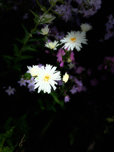 Daises in the Dark