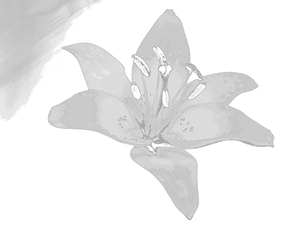 Abstract Monochrome Single Lily Flower