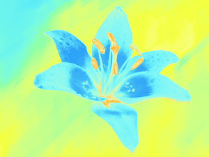 Abstract Vibrant Blue and Yellow Single Lily Flower