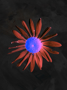 Abstract Vibrant Daisy Flower on a Dark Background