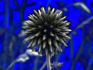 Abstract Woodland Flower 