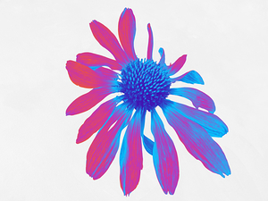 Abstract Neon  Cone Flower on a Pale Abstract Background