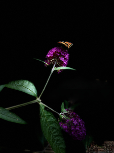 Butterfly in the Darkness