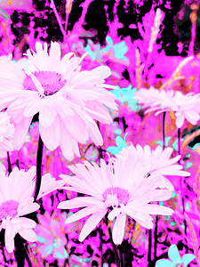 Abstract Cooler Daises 