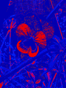 Neon Disintegrating Pansy