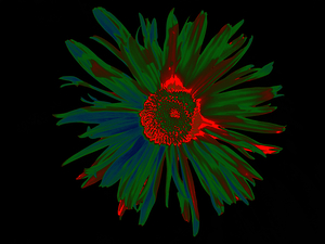 Abstract Fiery Dark Daisy Flower 