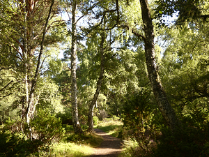 Impressionistic Nature Wonderland in the Scottish Highlands 