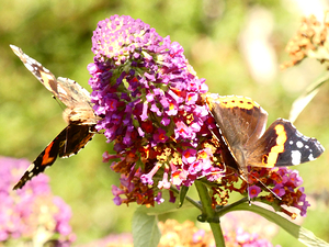 Butterflies on Buddleia 